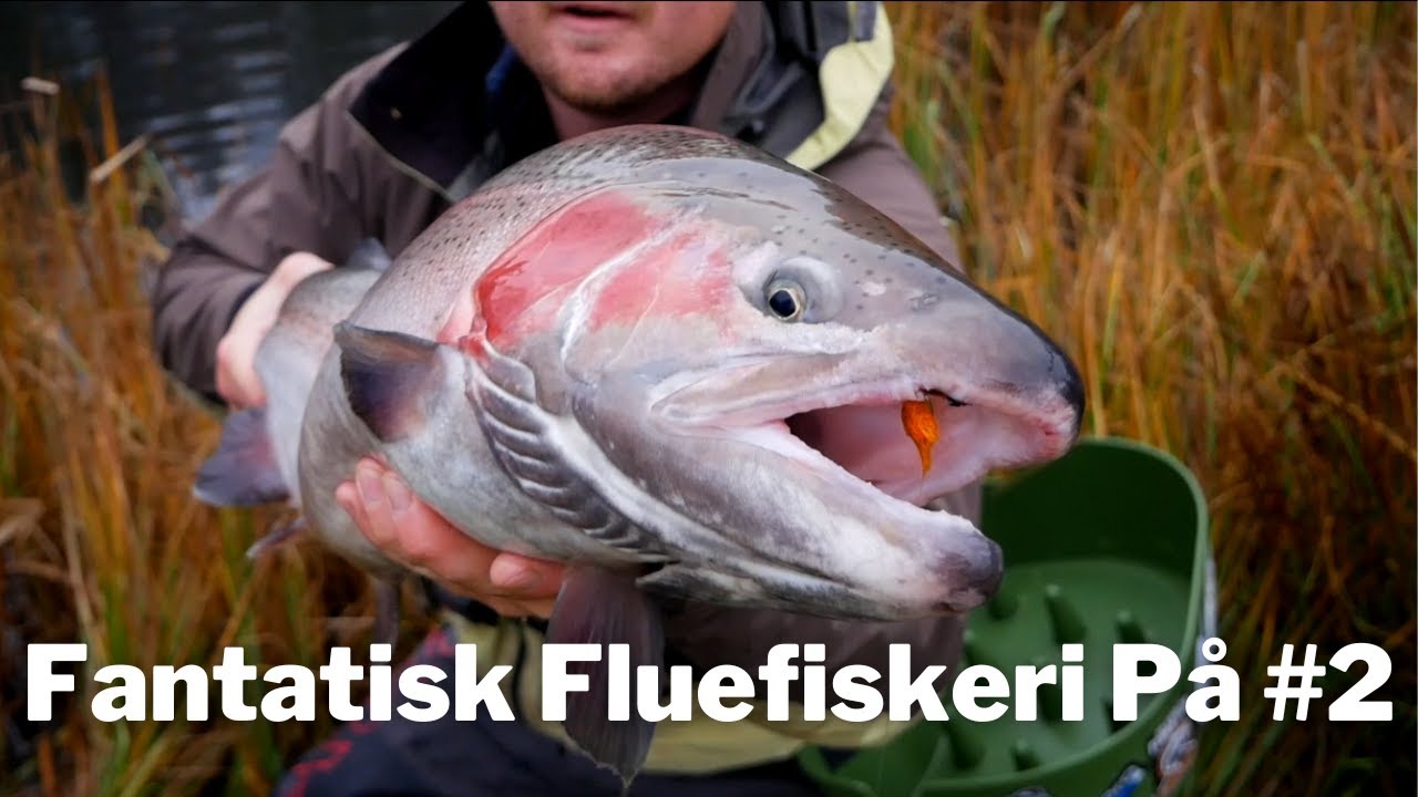Fantastisk Fluefiskeri På #2: Ny Pr Laks