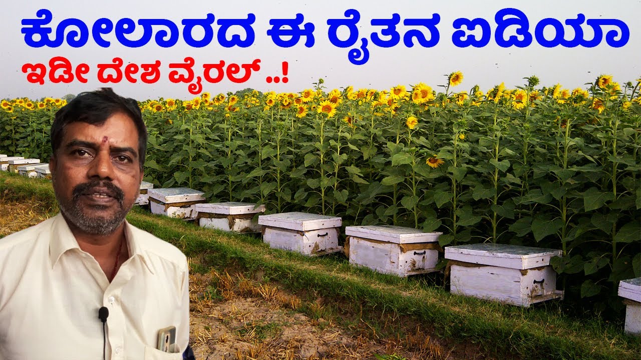 ಊಟಕ್ಕೂ ಪರದಾಡುತ್ತಿದ್ದಾಗ ಇವರು ಮಾಡಿದ ಐಡಿಯಾ ಏನು ಗೊತ್ತಾ Kolar Raju Farming Story in Kannada chandanavana