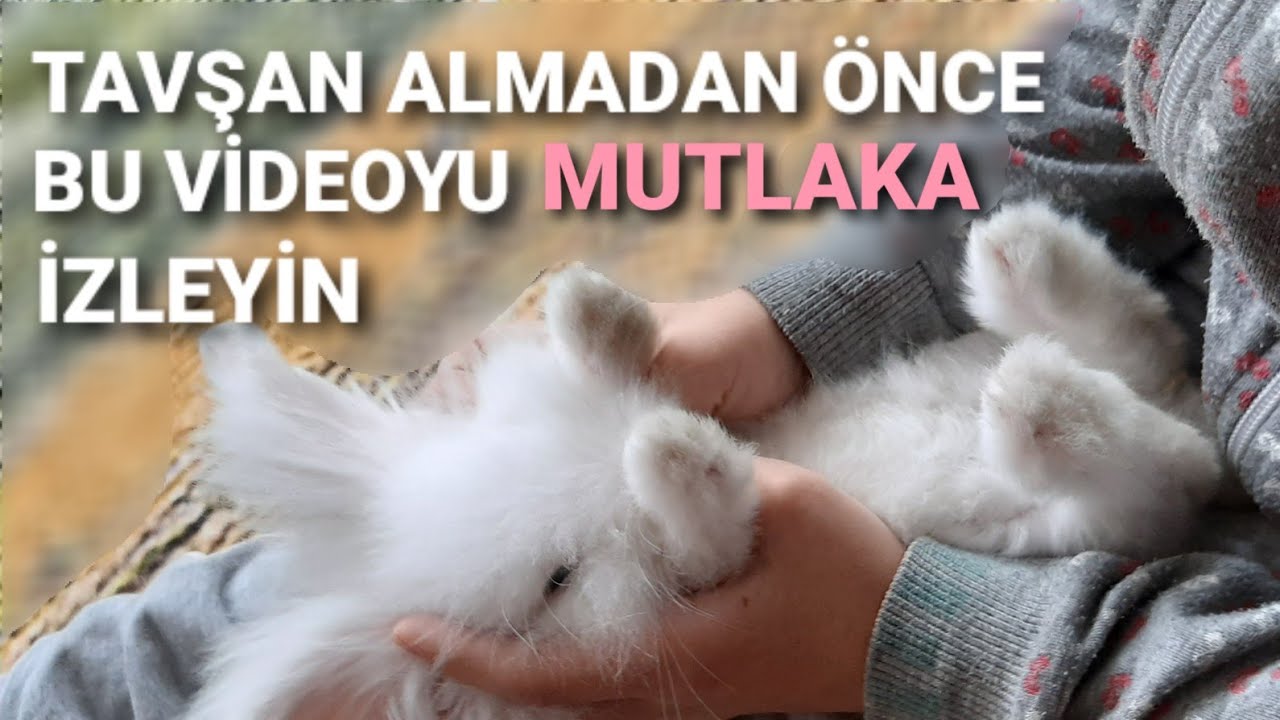 TAVŞAN ALMADAN ÖNCE BU VİDEOYU 