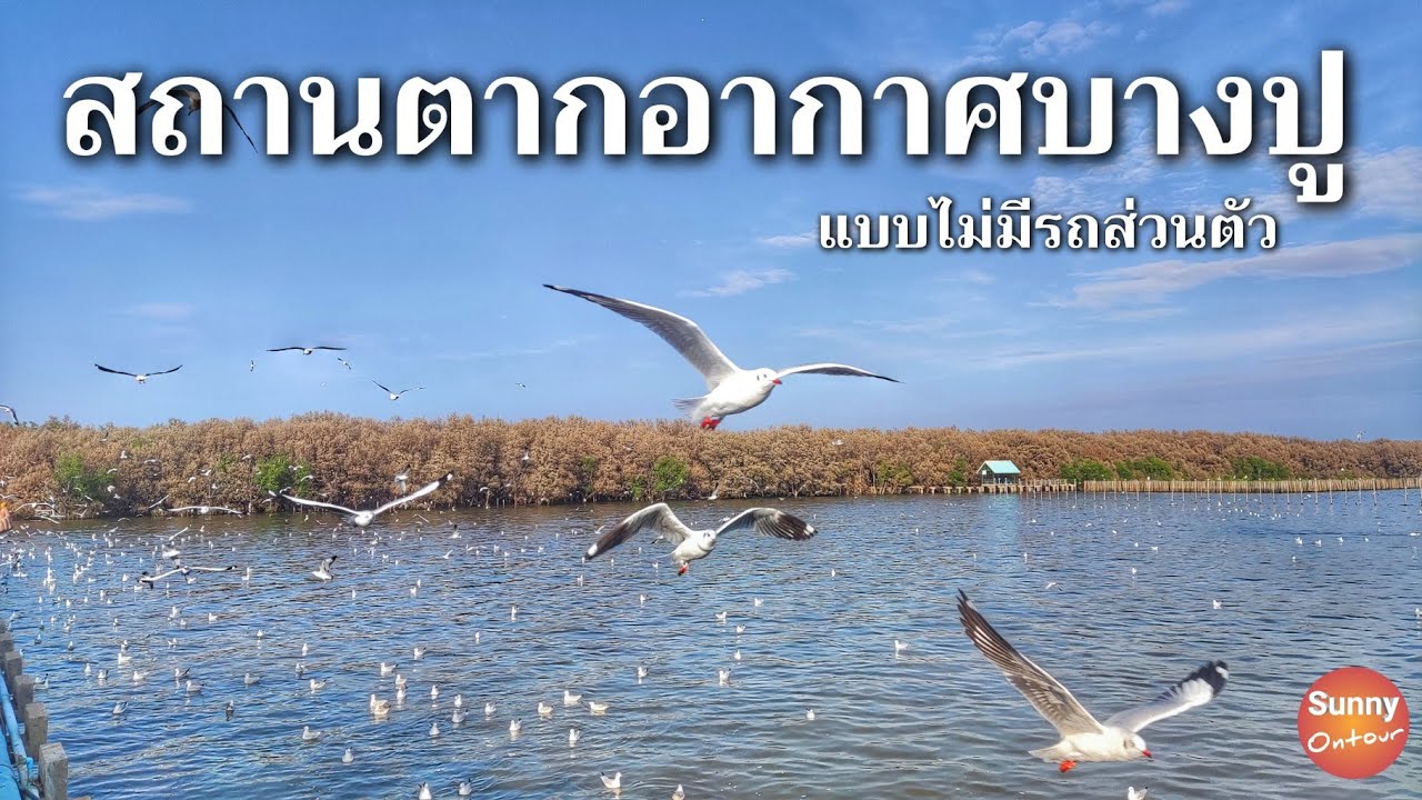 นั่ง BTS ไปดูนกนางนวล 