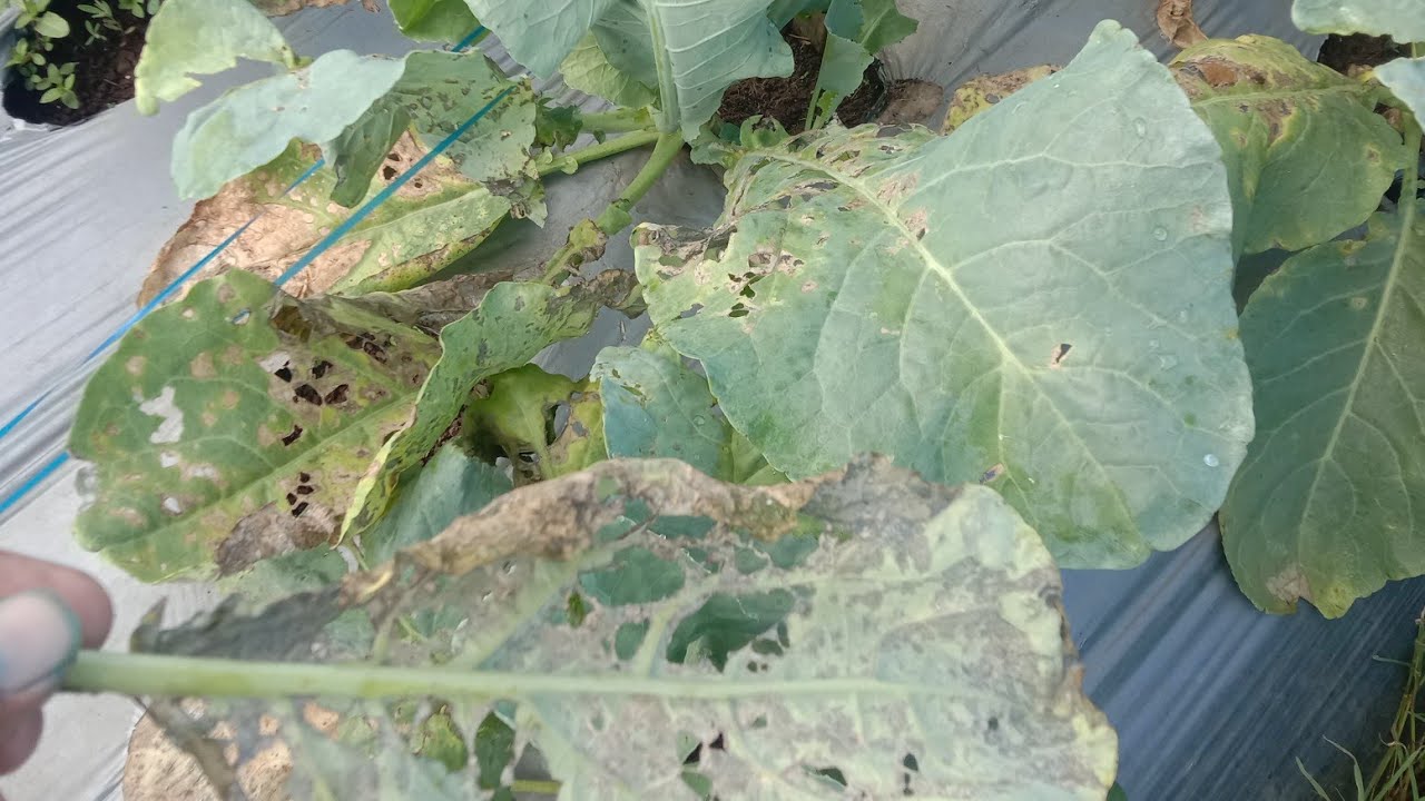 Cara Mengobati Busuk Daun Dan Busuk Batang Pada Tanaman Bunga Kol Pm  3000