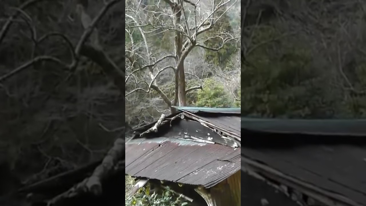🌸 Speculating on Old Trees Beside an Abandoned Farm Shed - softypapa shorts 🍵🇯🇵🌳🏚️