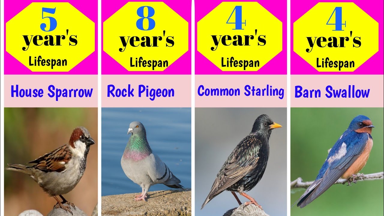Top 48 Common Birds and Their Lifespan Simplified | Lifespan comparison of different birds