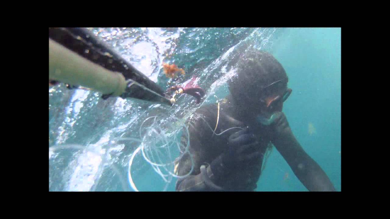 I Barracuda - Andrea olbia