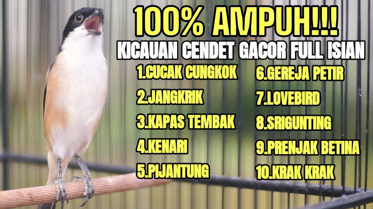 MASTERAN CENDET GACOR FULL ISIAN LOMBA 100% AMPUH BIKIN CENDET JADI JUARA
