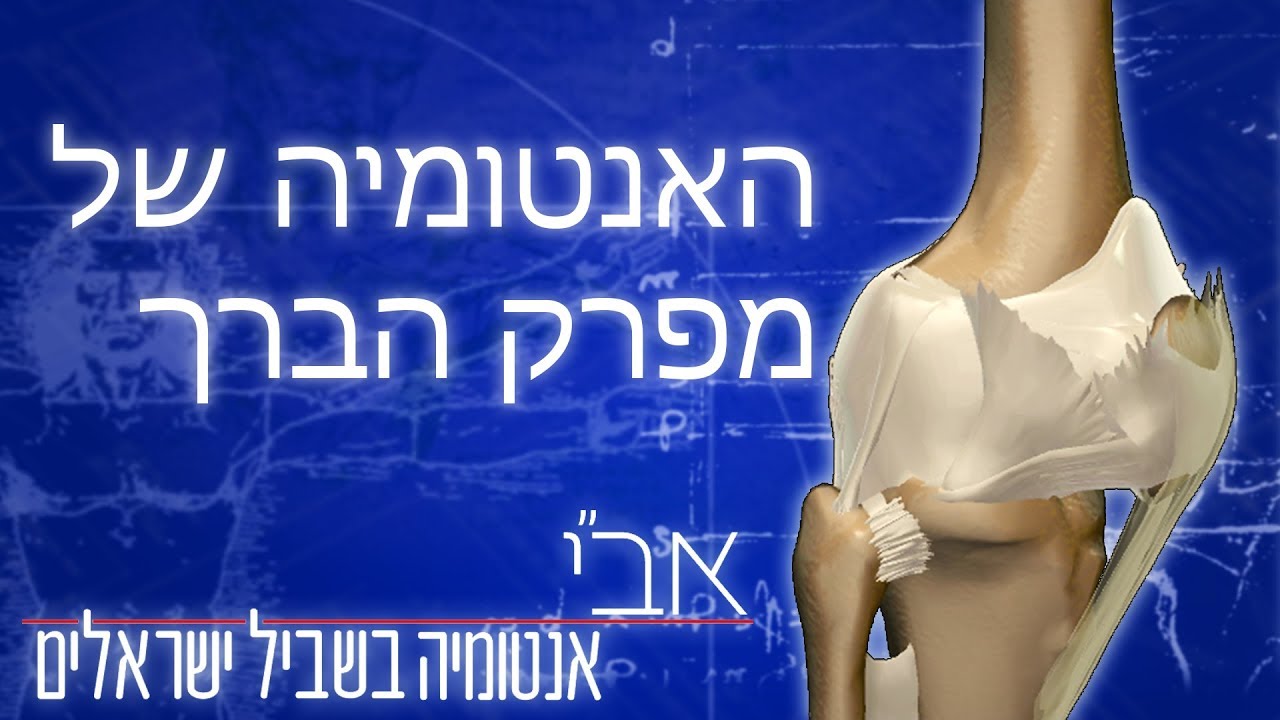 אנטומיה של מפרק הברך