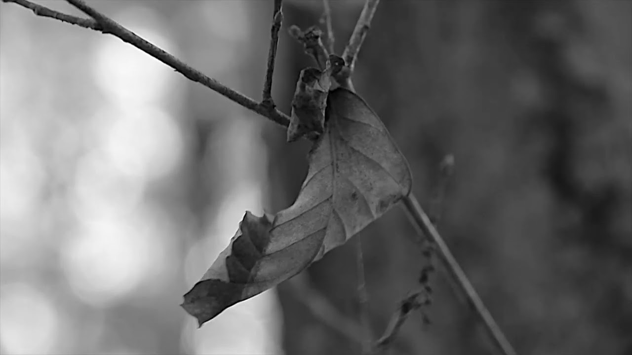 three colors preludes and fallen leaves