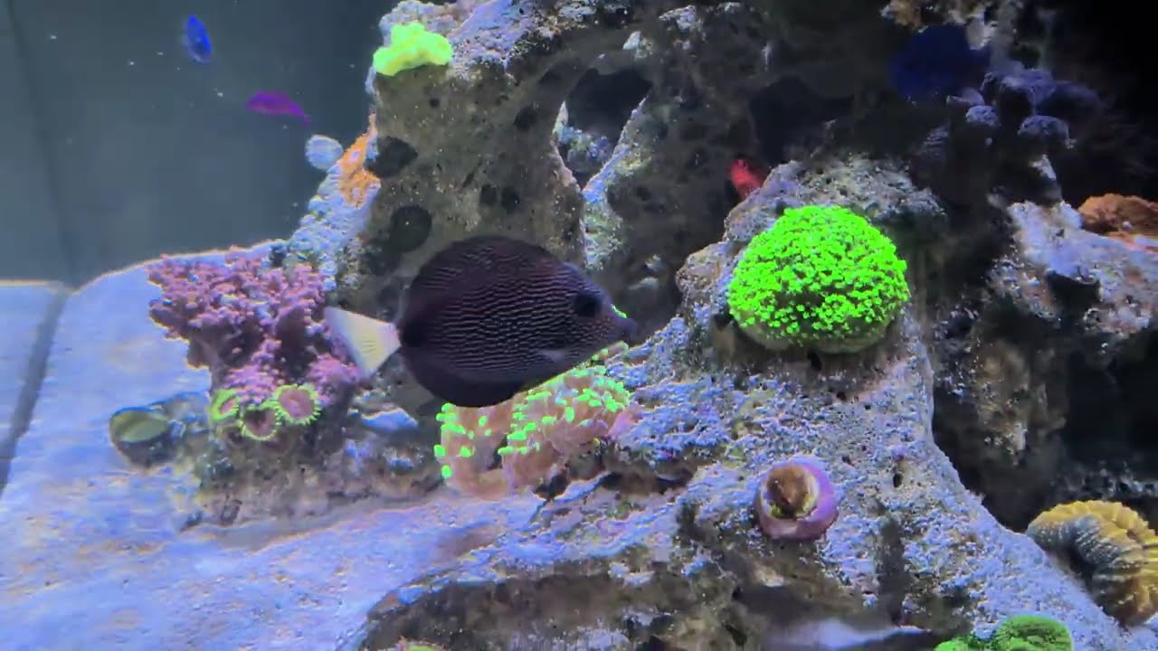 Boekender Reef 2 part 5