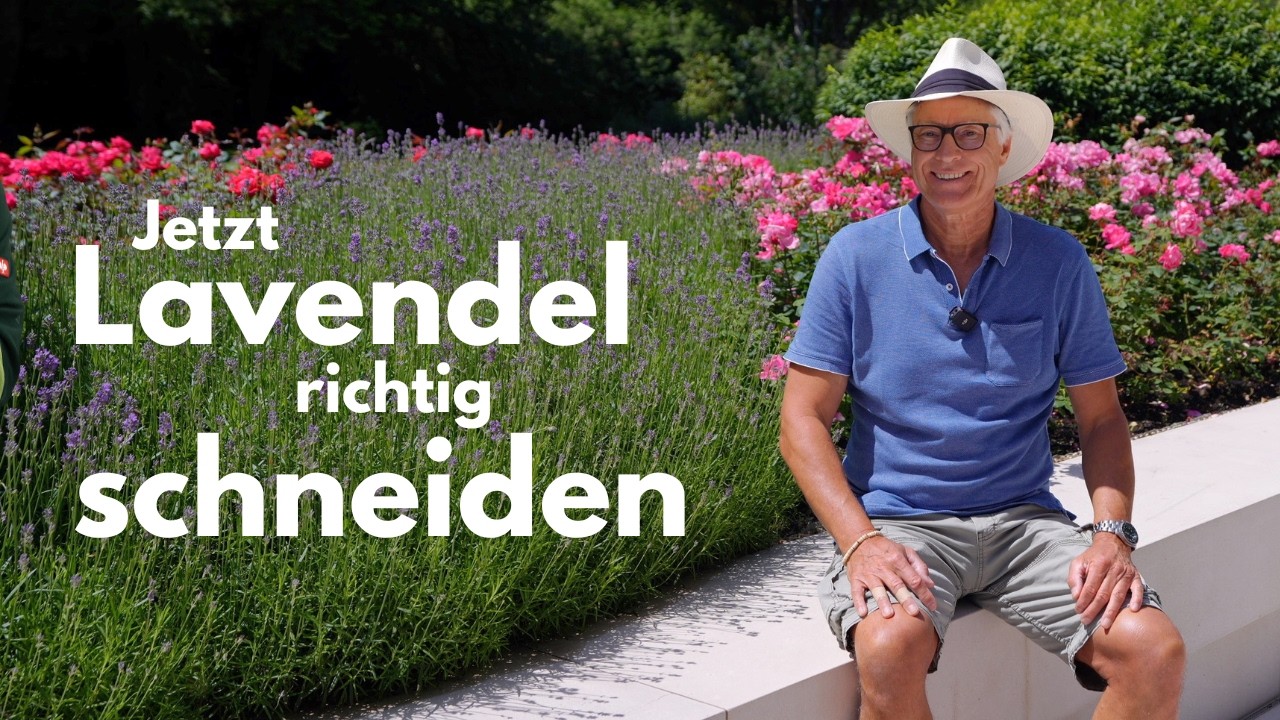 Lavendel jetzt schneiden - Wann und wie oft schneiden für eine üppige Blüte !