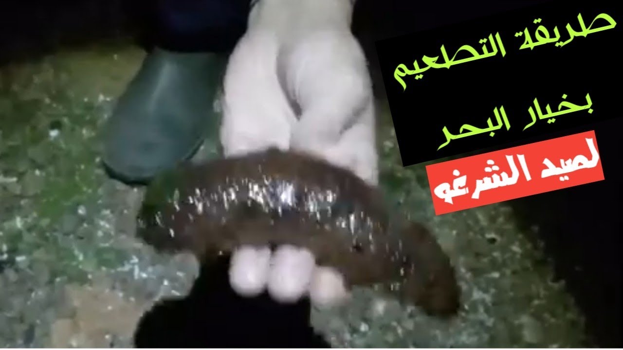 طريقة التطعيم بخيار البحر لصيد سمك الشرغو