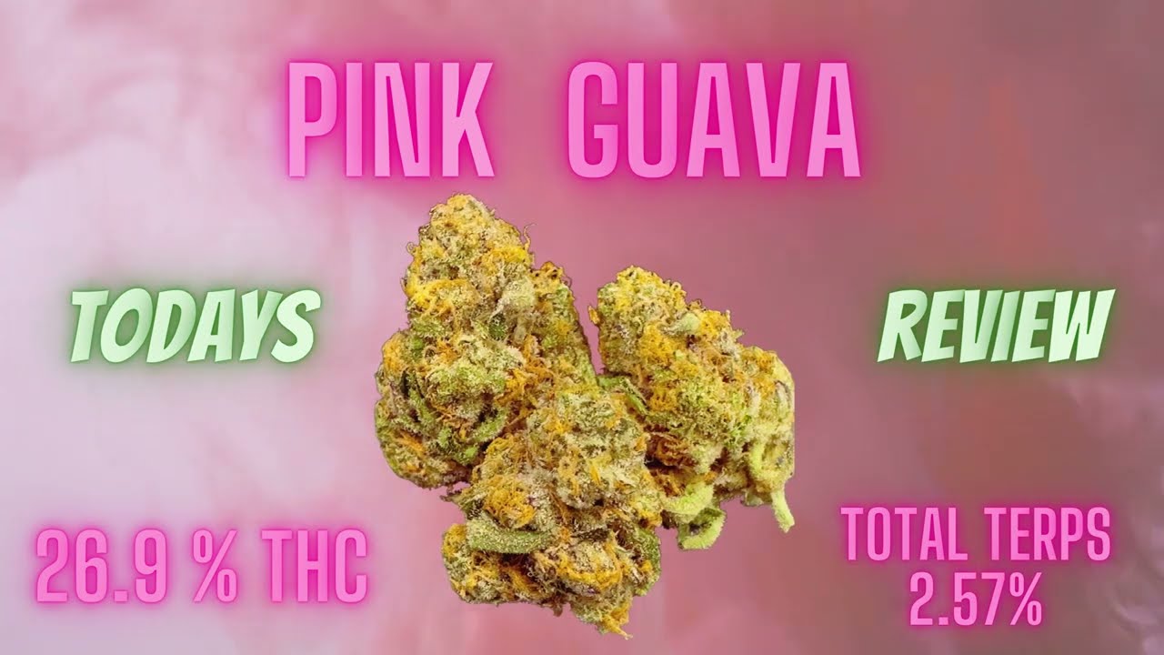Pink Guava Strain review Grown by Preferred Gardens
