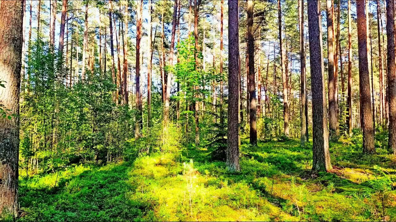 Звуки леса в формате 4K для успокоения 🌿 Умиротворяющее пение птиц и зелень для релаксации