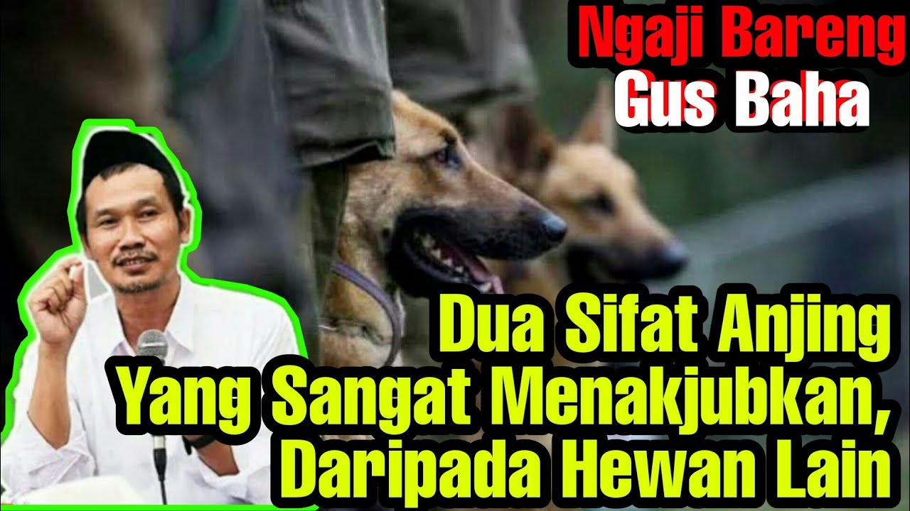 Ngaji Online Bareng Gis Baha | Dua Sifat Anjing Yang Sangat menakjubkan, Serap Ilmu Dari Ahli Tafsir