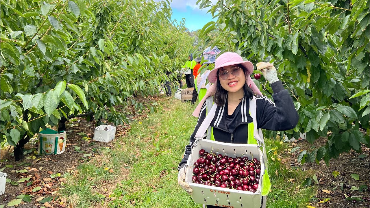 |Little Haley| Phi vụ làm nông hái cherry Tasmania, Úc - cherry lừng danh nhất thế giới #visa462