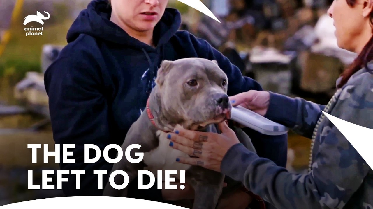 Injured Pitbull Found Tied Up To a Pole Outside Villalobos | Pit Bulls & Parolees | Animal Planet