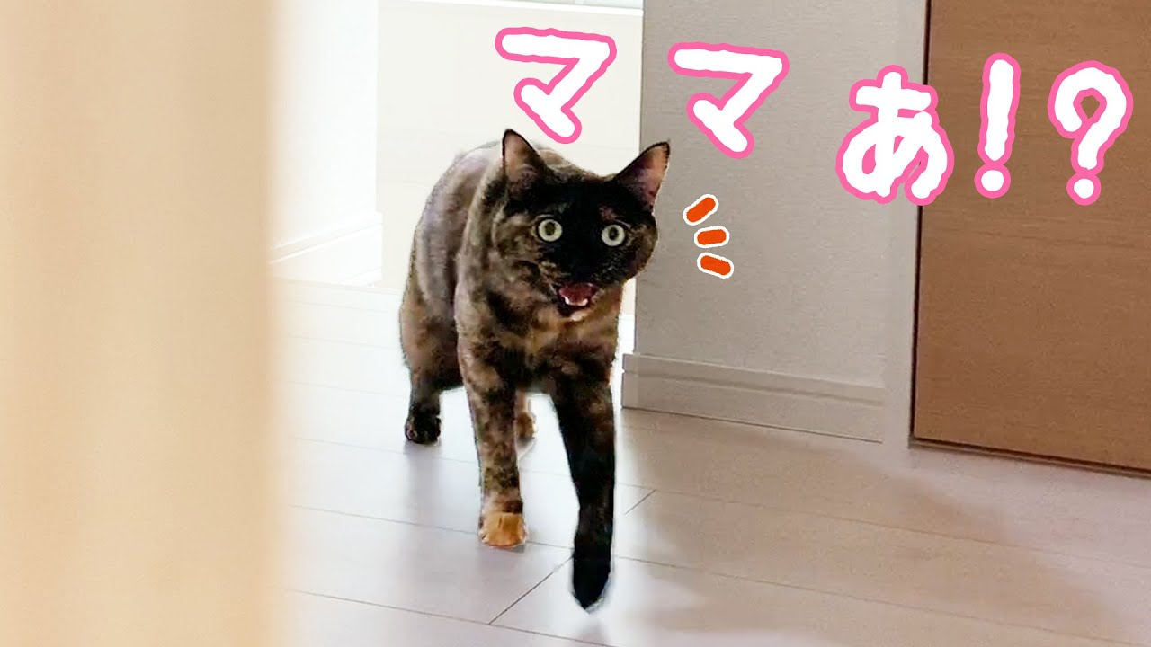 サビ猫モモっちとのかくれんぼで違う場所に隠れてみた…！