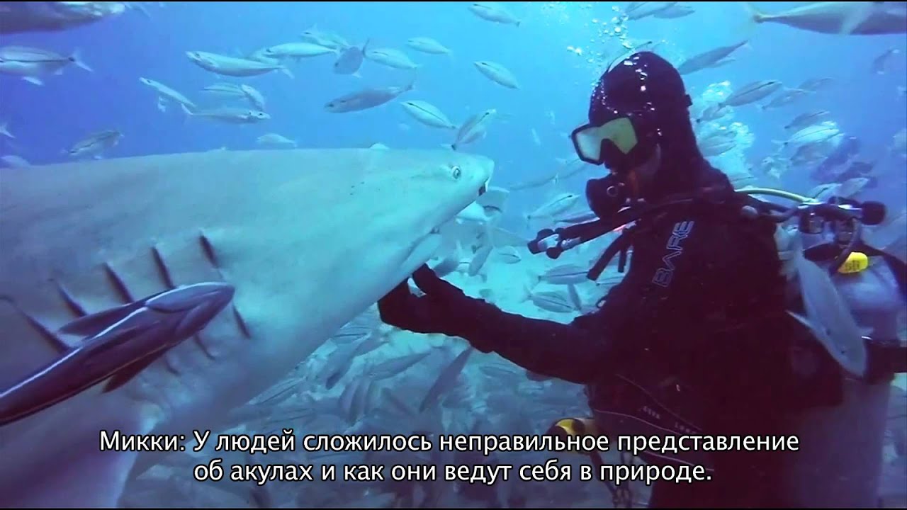КАМЕРОН НИММО И МИККИ СМИТ,  АКУЛЬИ ФАНАТЫ