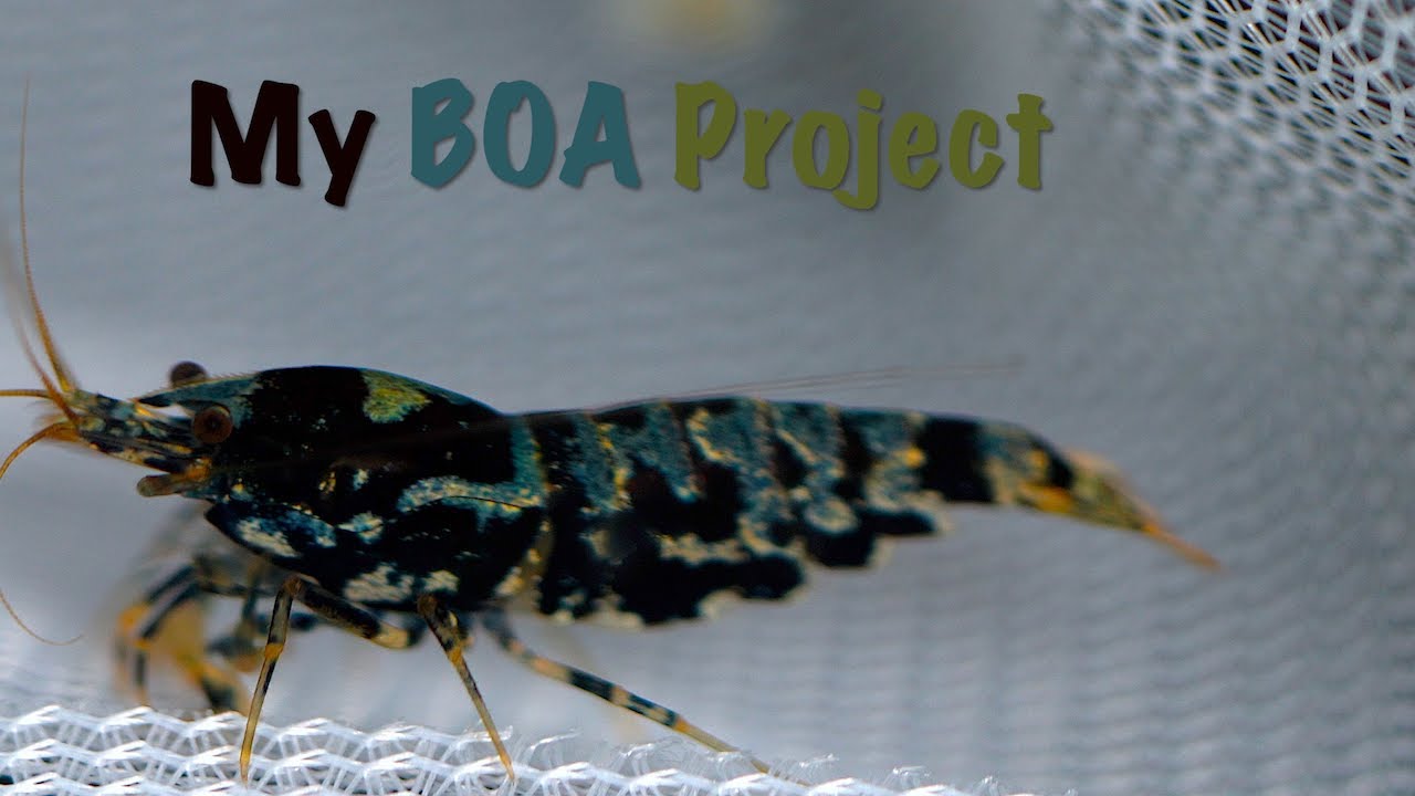 BOA Shrimp Breeding Setup &ndash; First Steps!
