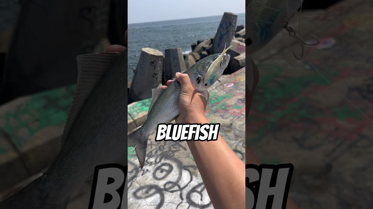 Лучшие приманки для ловли луфаря?