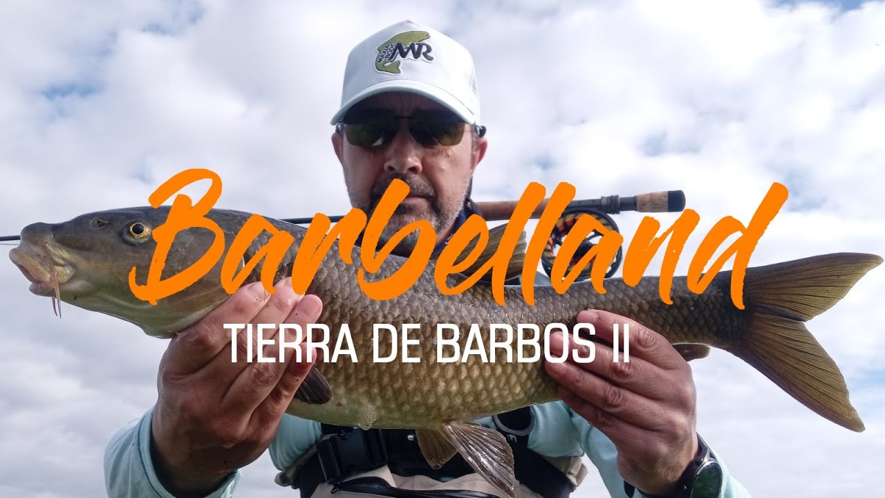 Barbelland, tierra de barbos II