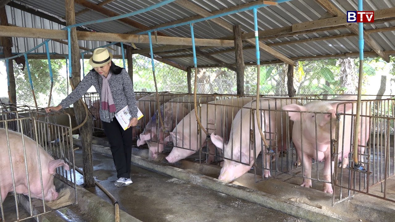 AGRICULTURE/កសិកម្ម : បណ្តុំចិញ្ចឹមសត្វ កសិដ្ឋានកសិករសែនជ័យ (SenChey Farmer Farm)
