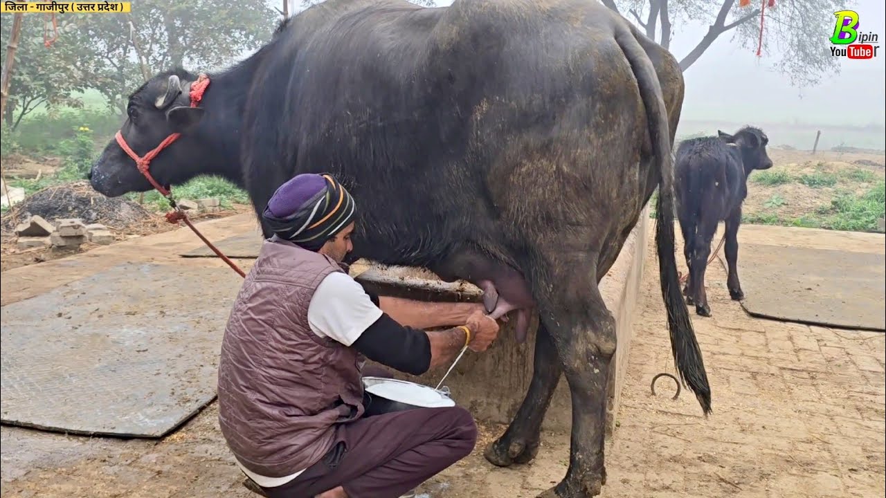 मुर्रा बिकाऊ भैंस का दुध निकाल कर देखा गया | Buffalo for Sale in Uttar Pradesh | Bhains