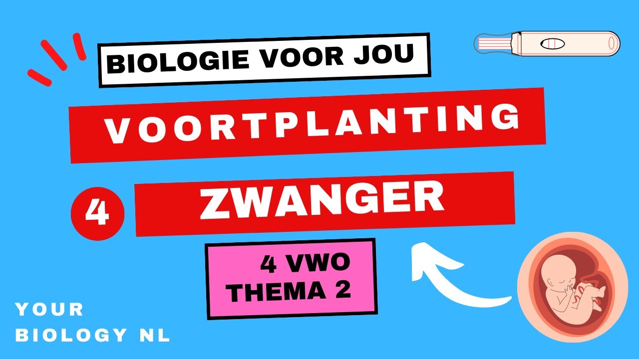 4 vwo | Voortplanting | 4 | Zwanger