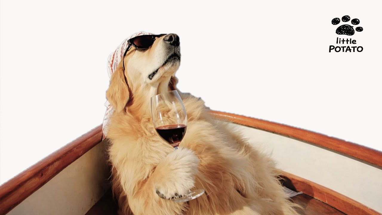 Living my best life while you work hard 🕶️ Upbeat Jazz Pop BGM