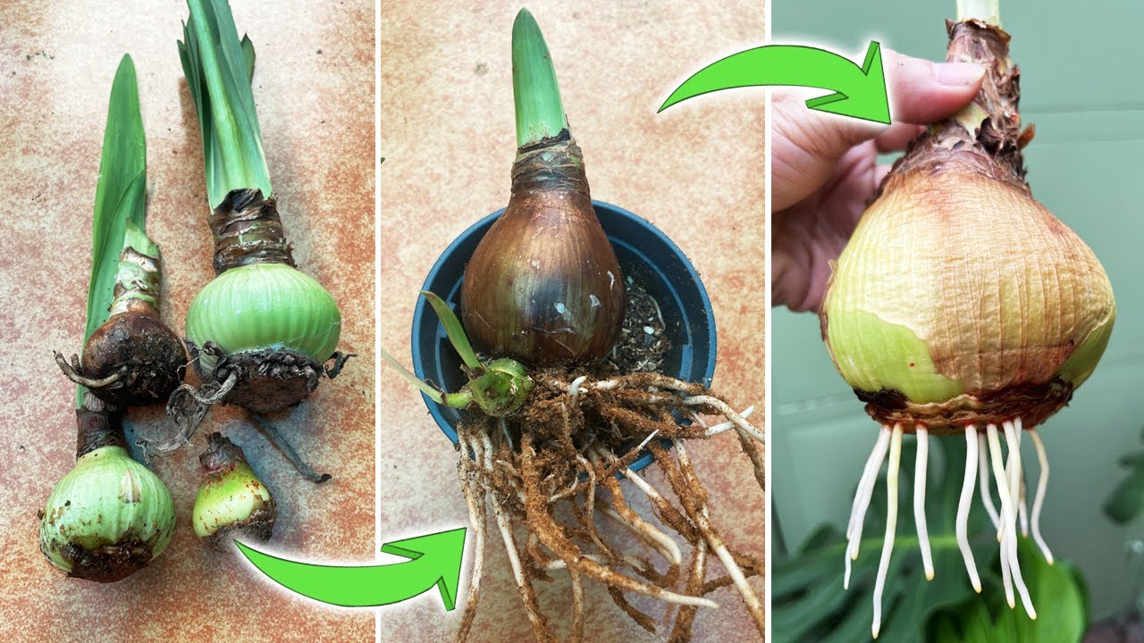 Growing Amaryllis Bulbs: What to Do if Amaryllis Bulb Doesn't Root?