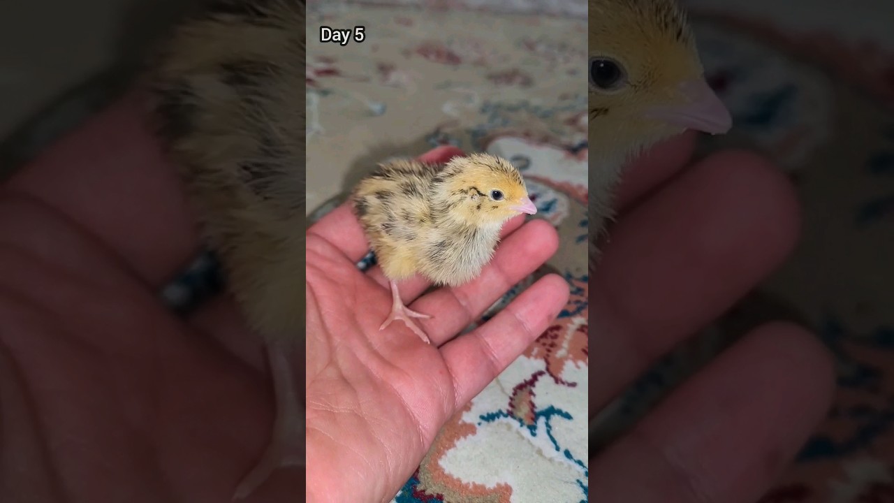Baby Quail Growth Stages