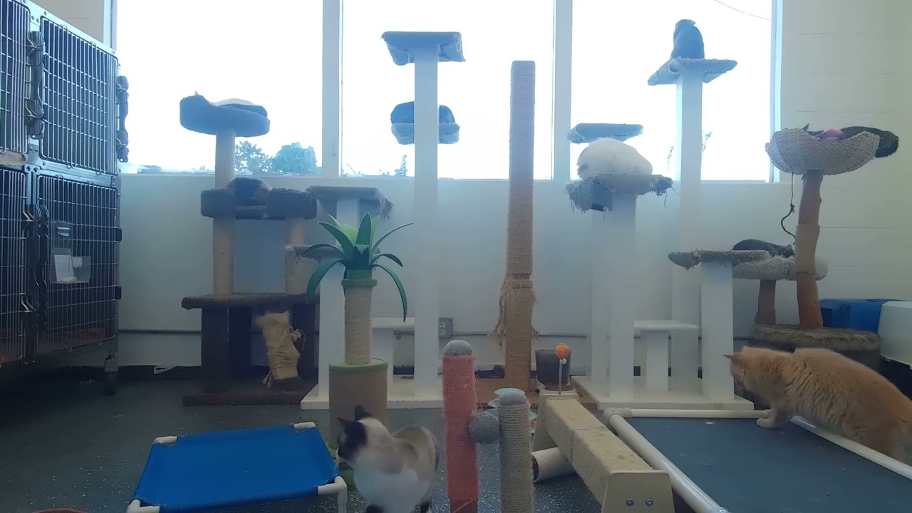 Cats in a Room | Calm Background Video
