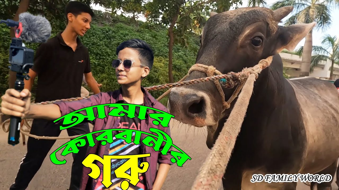 আফতাব নগর হাট ঘুরে কোরবানির গরু কিনে ফেললাম,  কিভাবে গরু বাসায় নিয়ে আসলাম দেখে নিন | Qurbani 2023