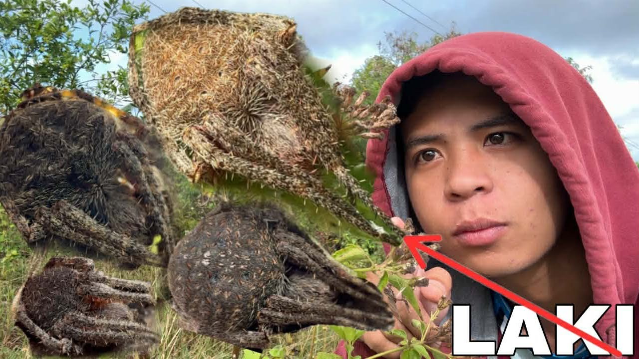 MGA SOLID NA GAGAMBA BUMUNGAD SA AKIN SA PAGHAHANAP NG GAGAMBA 