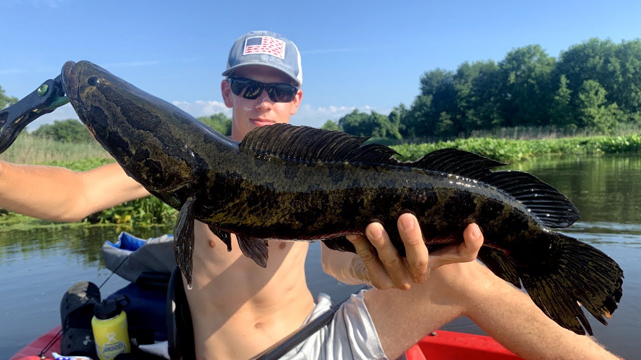 Snakehead Fishing in Thick Grass Mats!