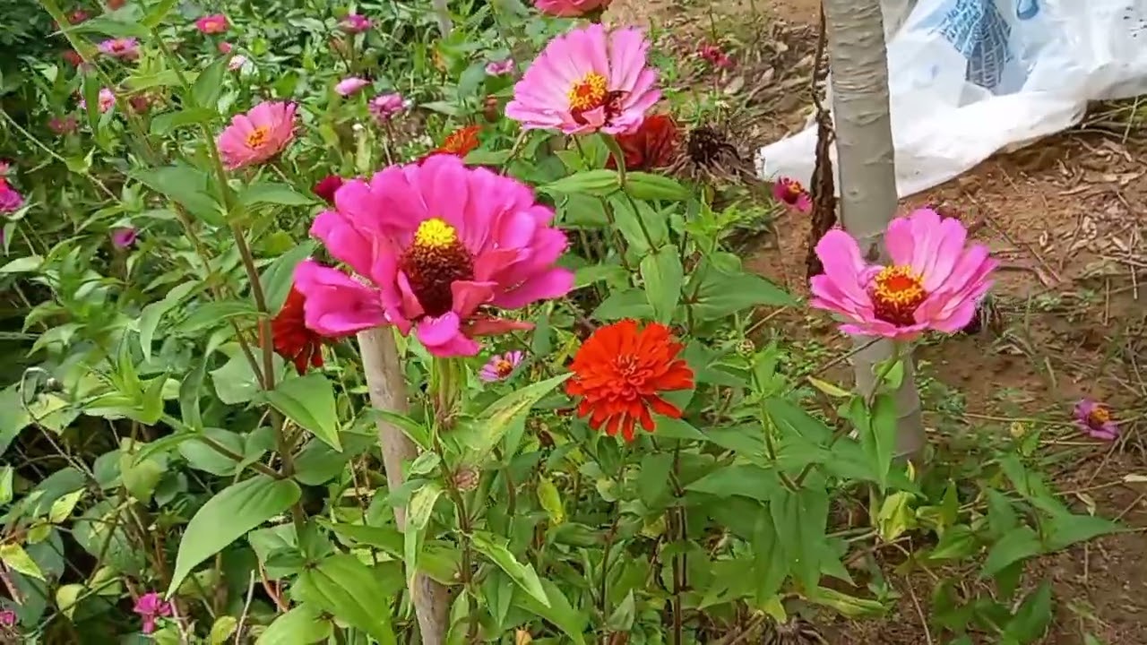Meus pés de quiabo produzindo e nova cor de zinia