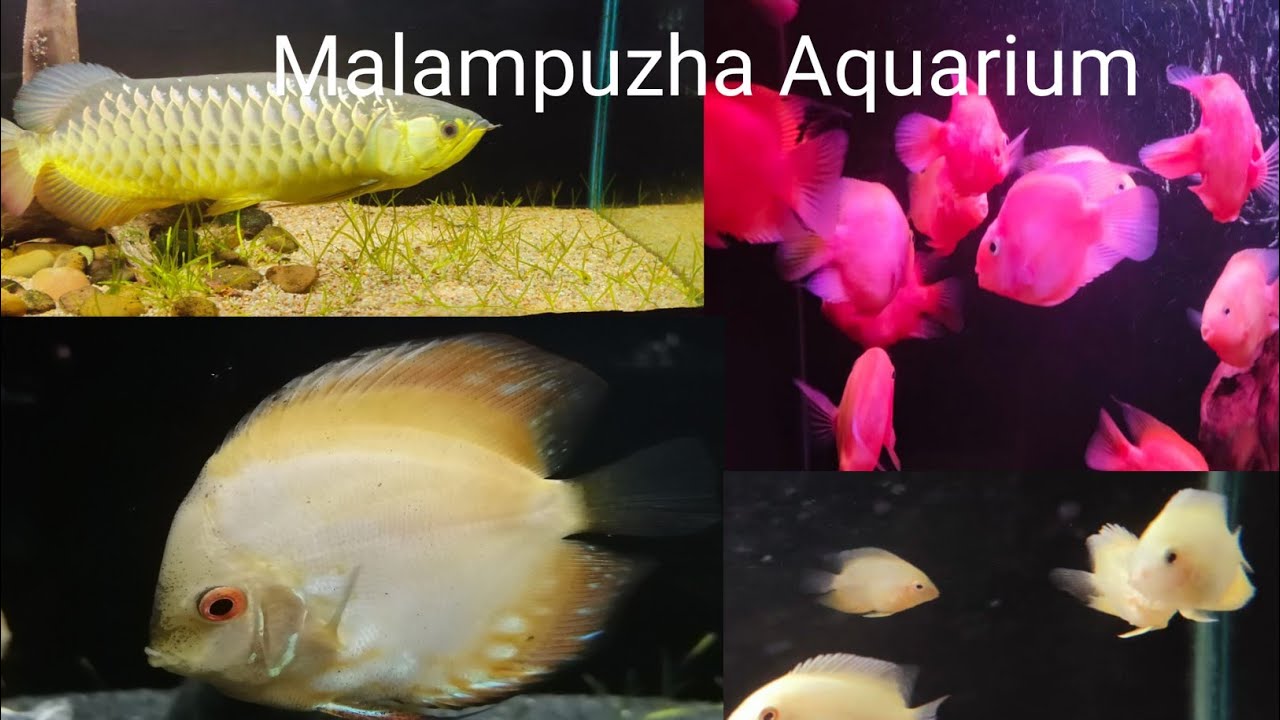 Malampuzha Aquarium  Palakad