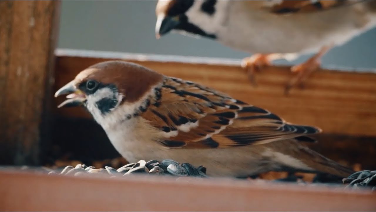Jak správně přikrmovat ptáky