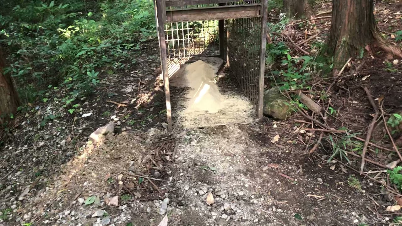 くくり罠の掛け方のコツ
