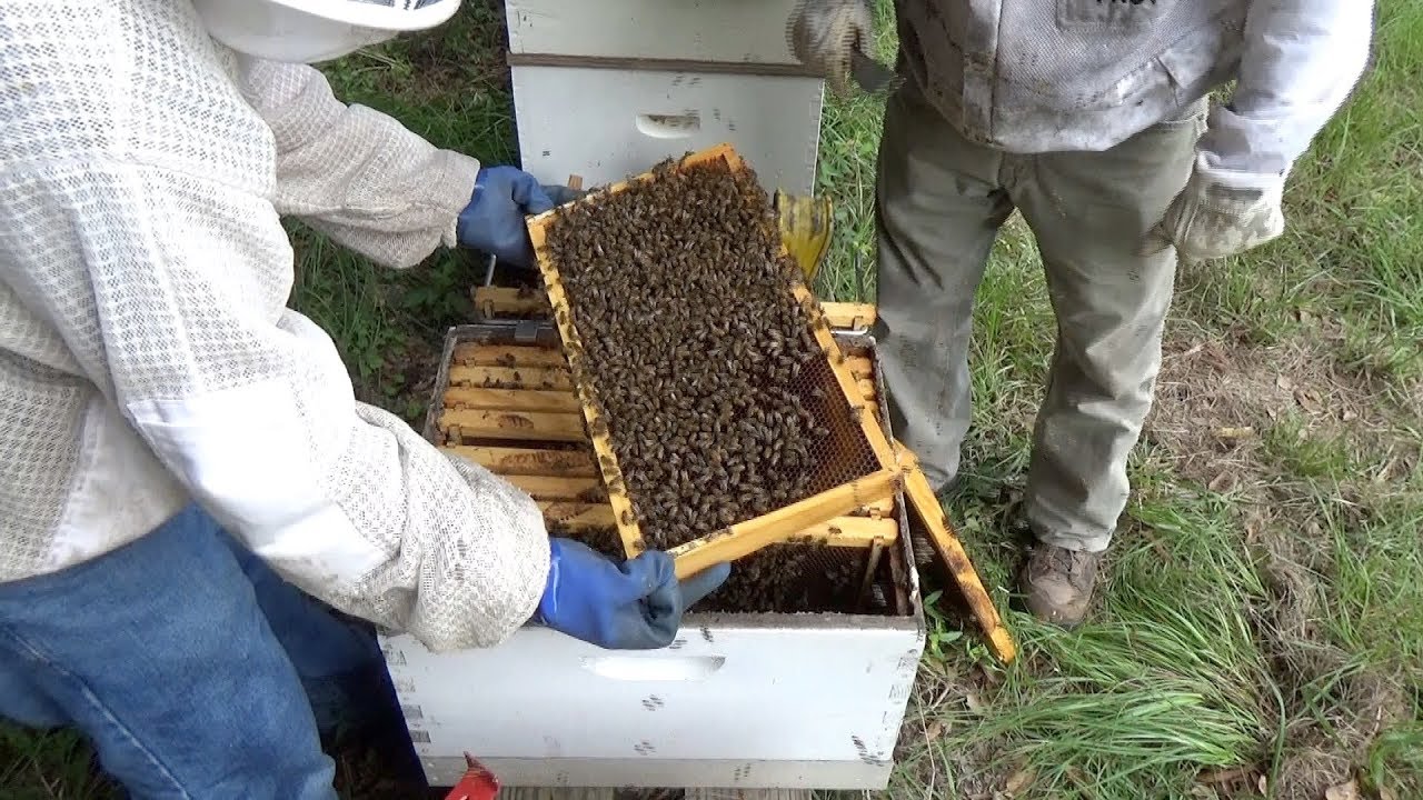 Mites, bees, and getting inspected by the State Bee Inspector.