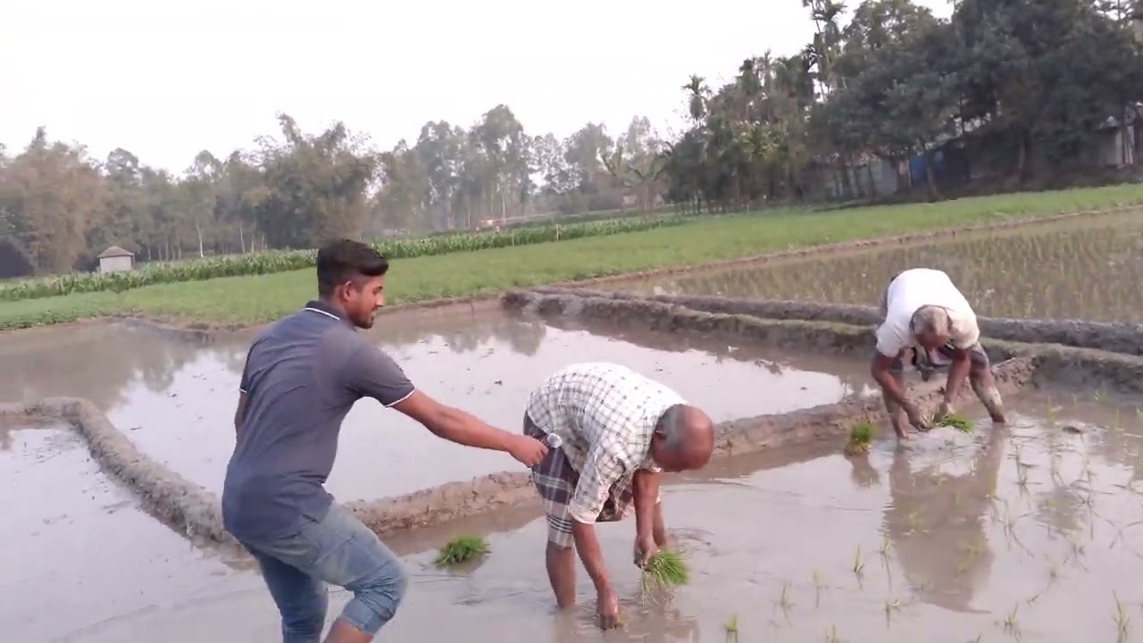 ###নতুন ভিডিও # শালহাটিতে প্ৰথম ধান ৱোপন 2026#New Video Shalhati@Krishug Pribar@KawThooLeiSPF 