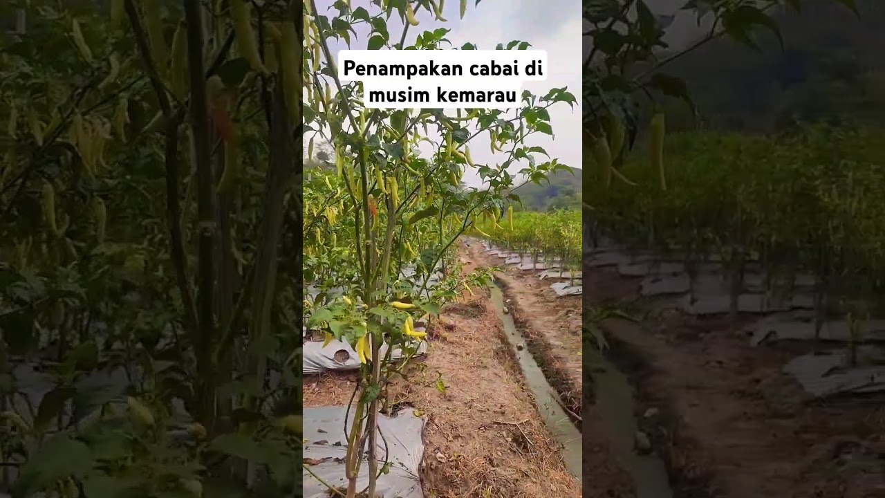 Petani cabai ini baru belajar #song #news #sorts #cabai #profesorcabai