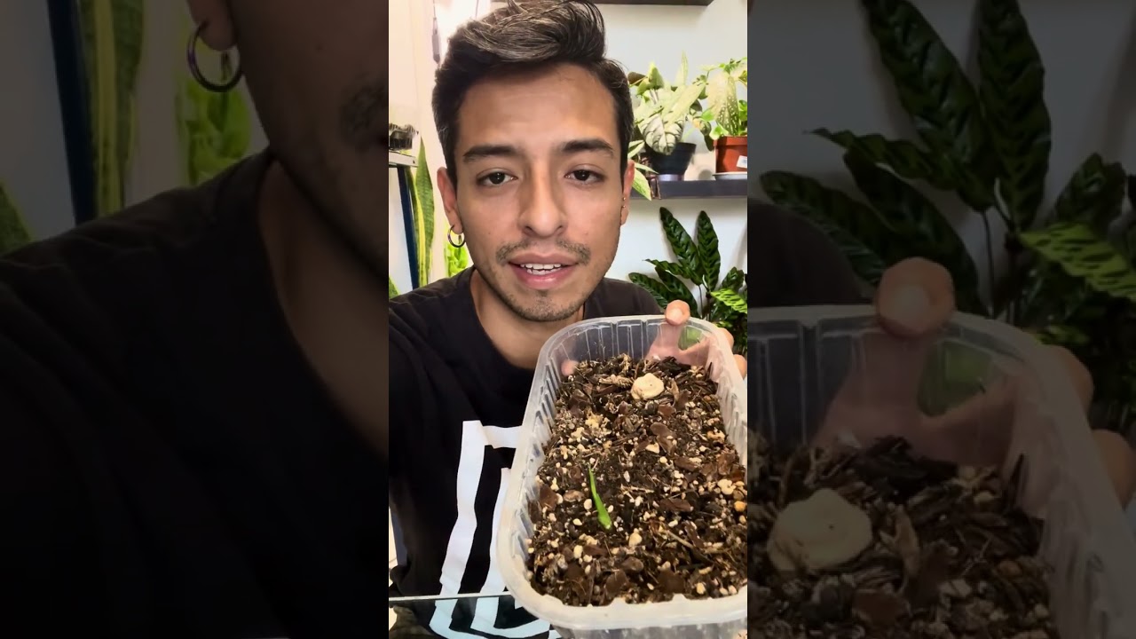 Risultato talee DIEFFENBACHIA