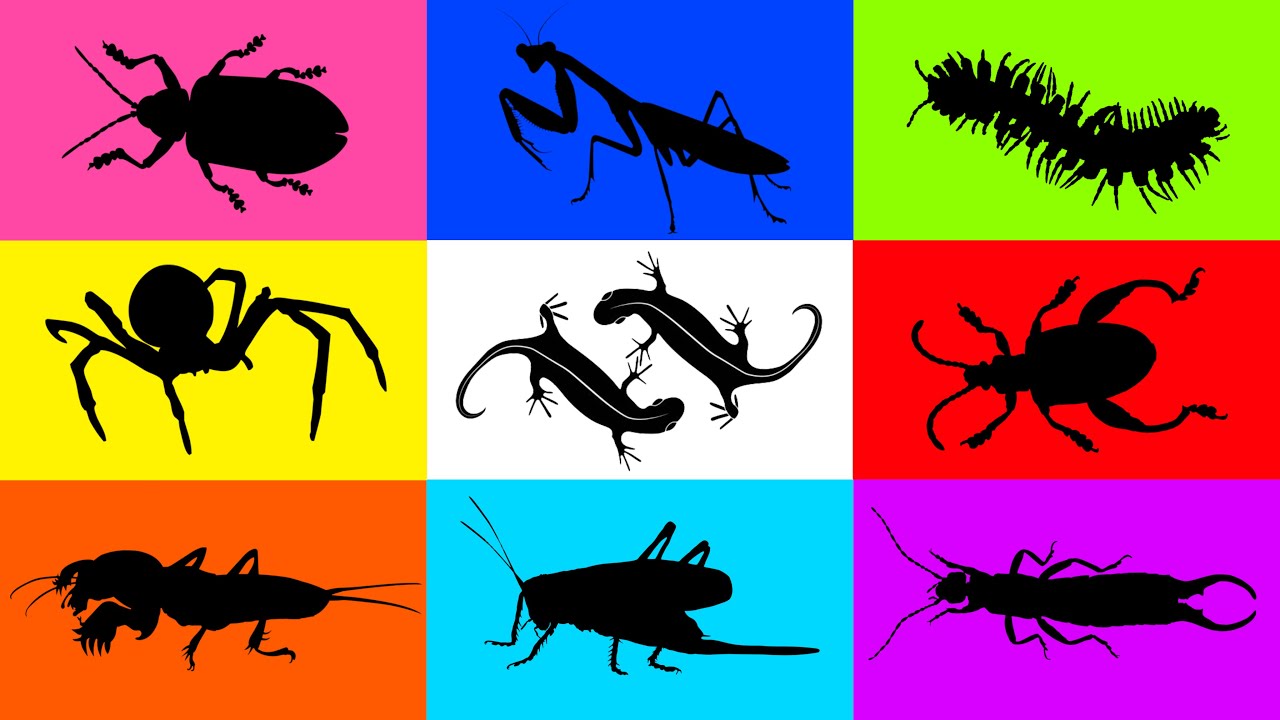 Insect: Spiny Spider, Cotton Bug, Mole Cricket, Moss Katydid, Frog Beetle, Grass Lizard, Mantis