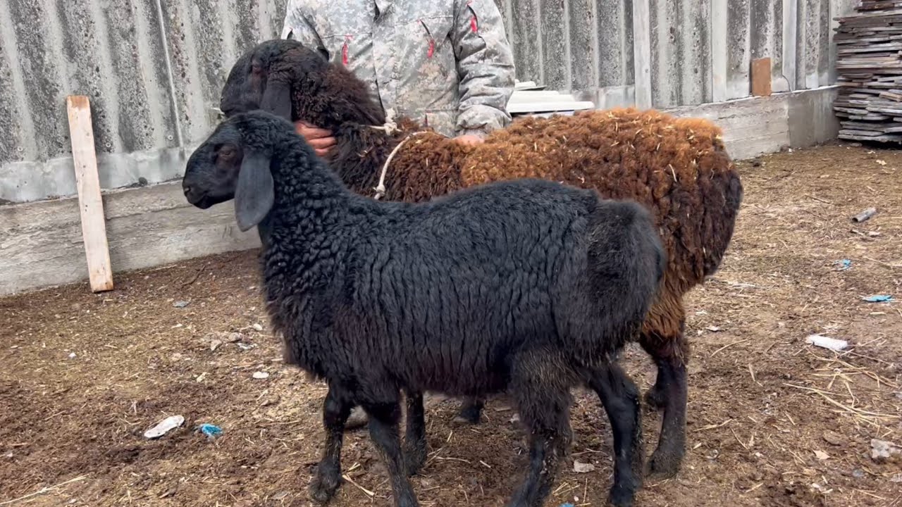 Өтө сулуу КОЗУЛУУ КОЙ сатылат🖐🏻