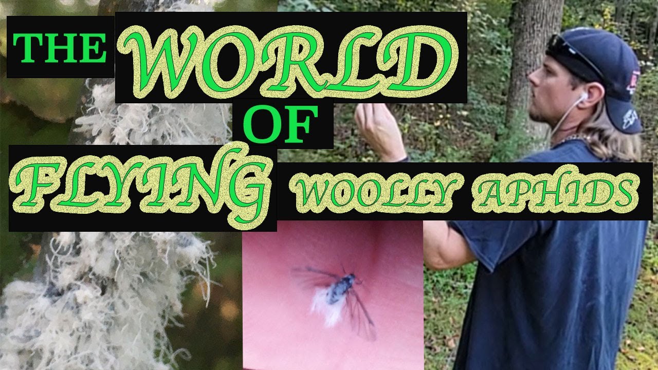 The World Of Flying Aphids Explained