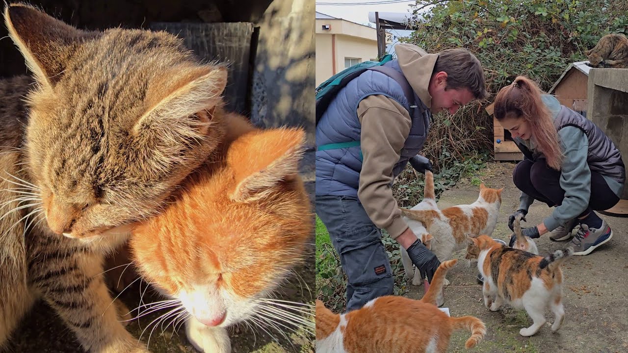 Cats Go Crazy When They See These Two People