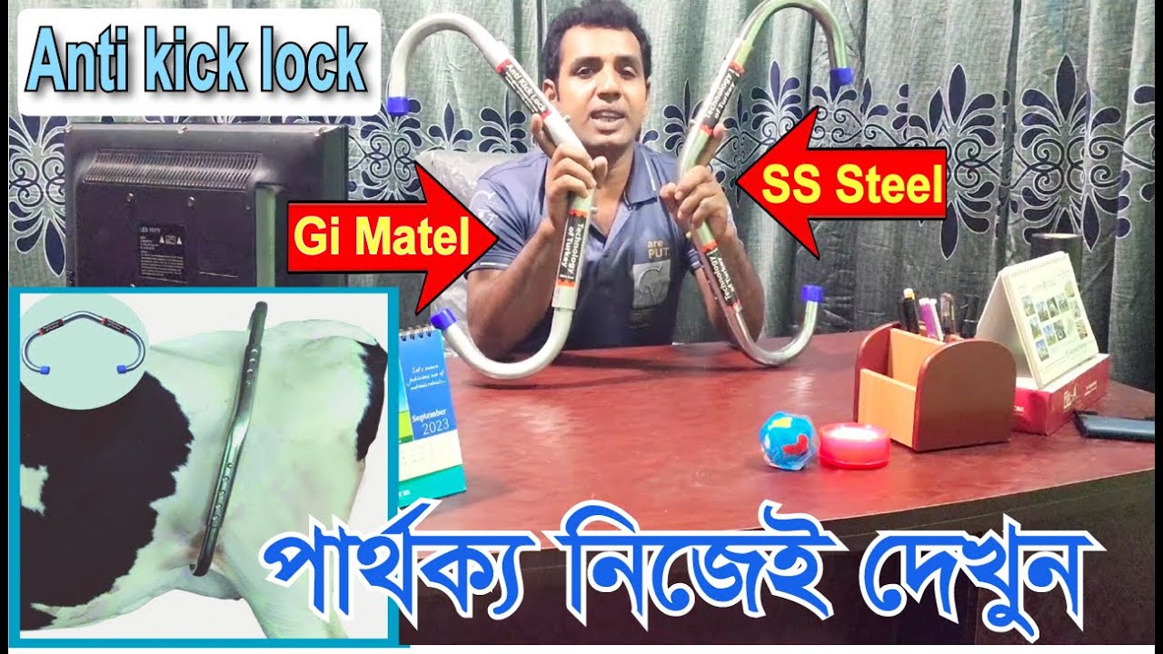 Anti kick lock |  Use cow kicking stop | গাভী গরুর দুধ দোহনের সময় লাথি বন্ধ করার সহজ পদ্ধতি |