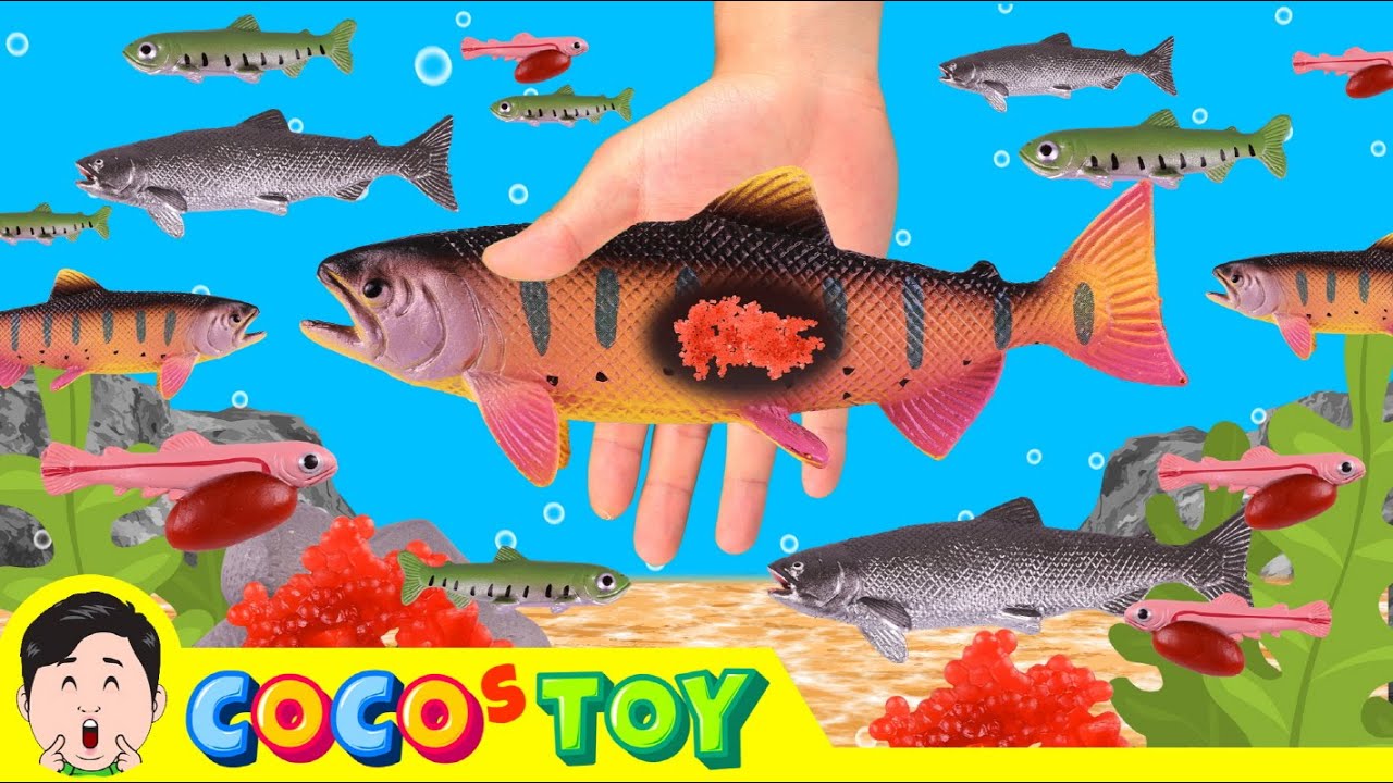 Лосось был моим другом｜Имя животных, Дети мультяшек｜CoCosToy