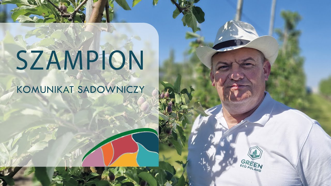 Czy robić przerzedzanie w jabłoniach? - Komunikat sadowniczy - Zbyszek Marek