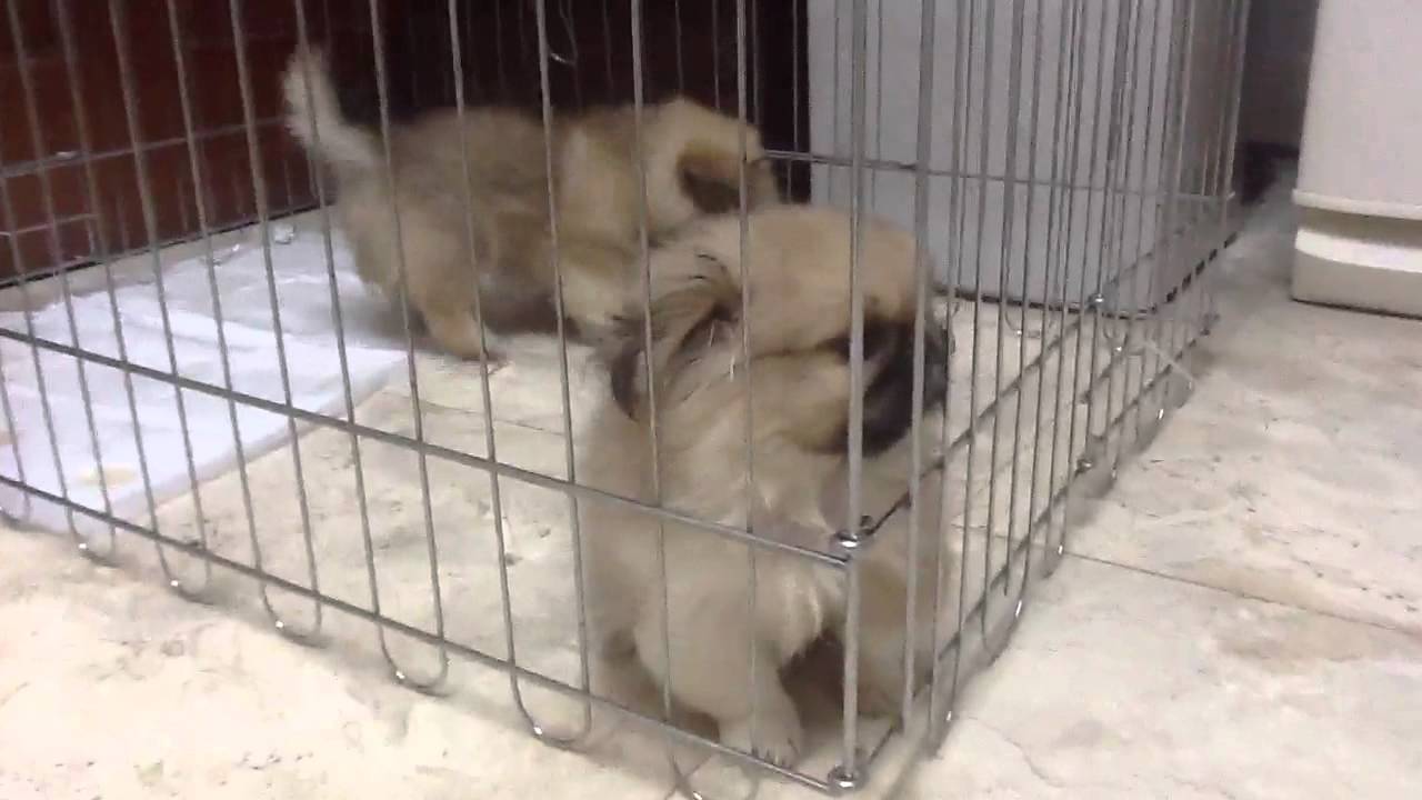 Pekingese puppies